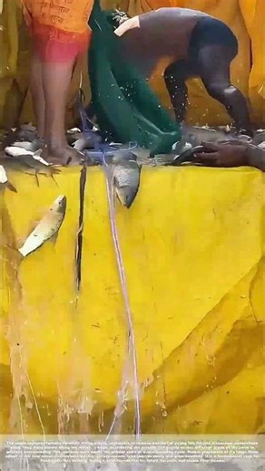 Releasing the Fry: Stocking a Farm Pond With Young Fish