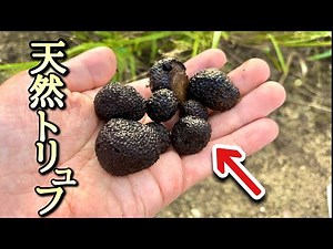 It's easy to find wild truffles in Japan