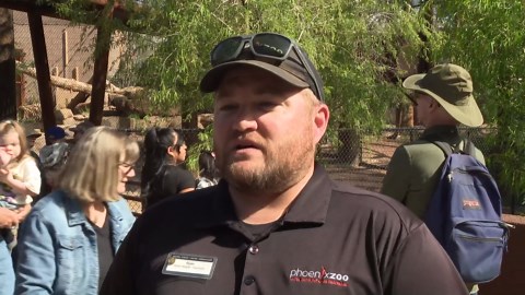 Big cat habitat opens at zoo in Phoenix