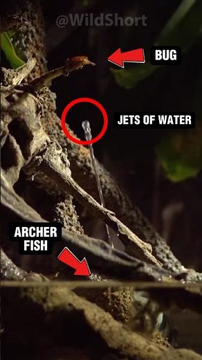 The Archer Fish SHOOTS Water Jets To HUNT Insects! || #archerfish