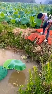 163K views · 341 reactions | How Chinese farmers farm turtle! | Vivo Max | Facebook