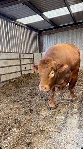 1.9K reactions · 90 comments | Brush Time 粒 #follow #farming #farm #simonedawson #simone #limousinbull #bull #bigfella #biglad #bigbull | Simone Dawson | Facebook