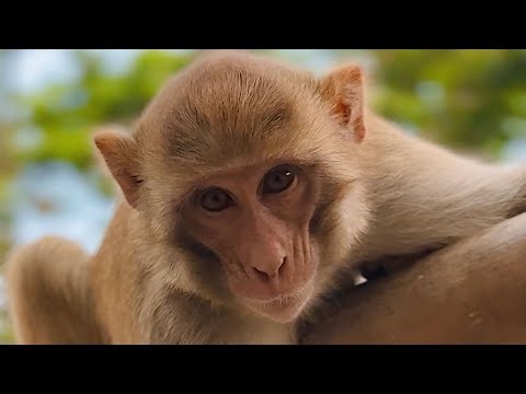 🐒Watch how playful monkeys eat, play, and bond with their adorable babies in the wild! 🍼🍌📌