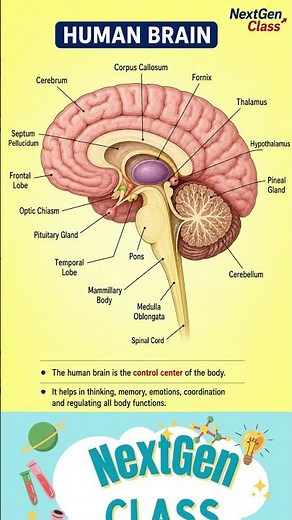 Human Brain Diagram Explained 🧠 | Brain Parts & Functions