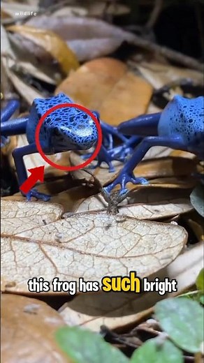 Why Poison Dart Frogs Are So Colorful (Deadly Facts You Didn’t Know) #PoisonDartFrog #WildlifeFacts