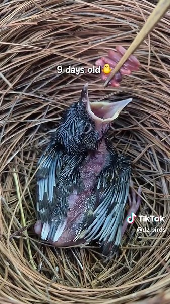 Vitamin burung untuk ternak murai batu terbaik pakai protein breeding, biofeedpro, biojanna 6 forbird, air sakti umi kasum, voer sakti, kroto sari madu, metabolis power cristal, nutrimix formula, hasilkan anak burung kicau trotolan murai batu berkualitas dan cara merawat anak burung murai batu dengan di beri makan kroto, jangkrik dan cacing, akan menghasilkan burung kicau gacor sang juara lomba kicau gantangan masteran terbaik kicau burung #muraibatu #ternak #burung #kicaumania #fyp