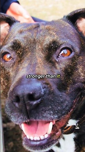 This Dog Is Stronger Than It Looks (AmStaff Truth)