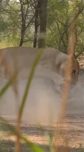 "Lioness Saves Her Cub From Giant Python 😱 | Real Mobile Footage"