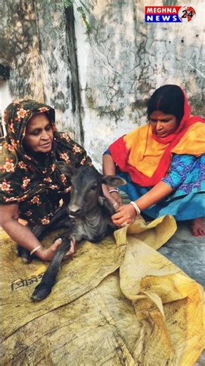 ছয় পায়ের গরুর বাছুর দাম উঠেছে ১ লক্ষ টাকা #news #topnews #bangladesh