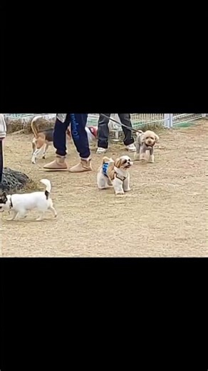 【シーズー】【9ヶ月】ドッグランデビュー