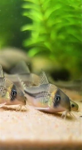 full life cycle of a Corydoras catfish #lifecycle #fish #reeflife #marinelife #fishing #sealife
