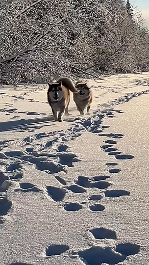 30K views · 1.5K reactions | The love of running ❤️ | Joe Henderson / Alaskan Arctic Expeditions | Facebook