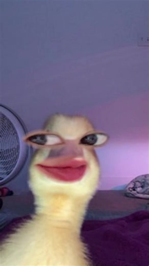 Duck Filter Effects: Funny Trends and Tutorials
