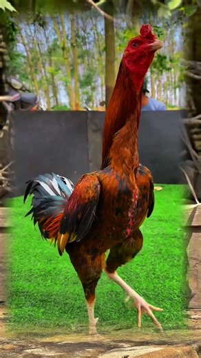 Thailand Chicken Farm