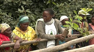 Burundi tackling malaria by reviving endangered plants
