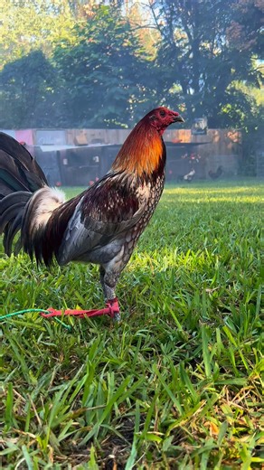 🔥 | Adrian Martinez