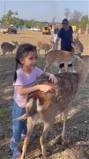 #animalkingdom #animallife #zooanimals #animals #laos