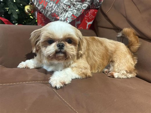 From Central Florida Shih Tzu Puppies | Central Florida Shih Tzu Puppies