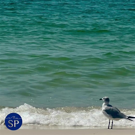 𝙂𝙤𝙤𝙙 𝙈𝙤𝙧𝙣𝙞𝙣𝙜 & 𝙃𝙖𝙥𝙥𝙮 𝙎𝙥𝙧𝙞𝙣𝙜 𝘽𝙧𝙚𝙖𝙠 𝙎𝙚𝙖𝙨𝙤𝙣! 🌴 Spring Break kicks off this week, and we’re so excited to welcome all of our spring breakers! ☀️🏖️ Haven’t booked yet? Availability is filling up fast — head to our website and book today! 💙⬇️ www.gulfcoastsignaturerentals.com #fyp #beach #march #springbreak2026 #signaturepropertiesrentals