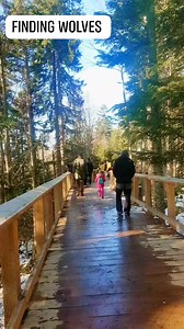 2.2K views · 81 reactions | Finding wolves in šumava National Park ❤ #fbreels #fypシ #wolf #wolfpack #šumava | Emz Ebarsabal Vlog | Facebook