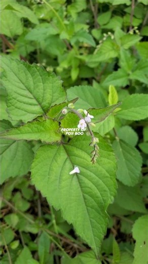 CAT'S TONGUE PLANT or Priva lappulacea #catstongue #privalappulacea