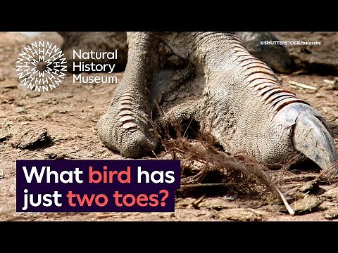How can ostriches run so fast? | Surprising Science