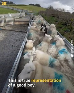 153K views · 1.1K reactions | This sheep dog gets the job done  | Comedy JOE | Facebook