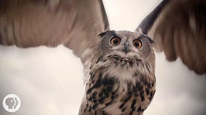 What Makes Owls So Quiet and So Deadly? | KQED