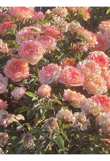 Undercover Animators: Common Art Styles and Themes