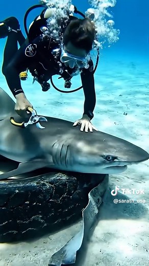 Rescuing a Shark from Ocean Trash and Tires