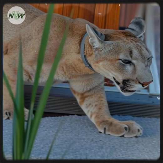 3.8K views · 257 reactions | In a quiet corner of the forest, a wild...