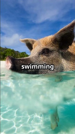 You Won't Believe These Swimming Pigs in Bahamas