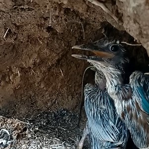 870K views · 8.2K reactions | nature bird life, review mother bird, baby birds, little birds, bird nest ep478 #birdlovers #babybird #relax #holidays #birdsofinstagram #birdsounds #littlebird #bird #birdlife #nature #babybird #naturelover #birdwatching #motherbird #wildlife #viralvideo #reviewbirdnest #birdphotography #birdnest #lifewithbirds | Nature Bird Life | Facebook