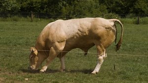 Bull Walking Pooping Green Field Stock Footage Video (100% Royalty-free) 1090589613 | Shutterstock