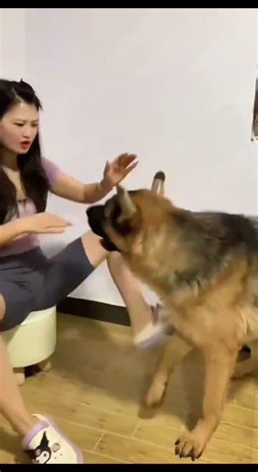 🐶谁说德牧高冷？看这货为零食站起来啦！尾巴摇得像电动马达～快乐就是这么简单！#不养小狗不知道养狗的乐趣 #funny #美女搞笑
