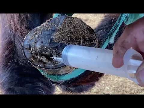 One Man's Hands Saved a Sick Donkey – A Heartwarming Tale of Care and Compassion in Rural China