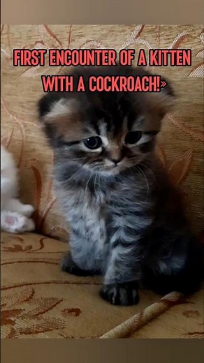 "My Cute Kitten vs a Cockroach 😹 You Won’t Believe What Happens! #FunnyCats" #catshorts #cat