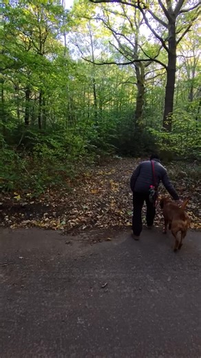 1.2M views · 55K reactions | Meet Sven, a Boxweiler — a cross between a Boxer and a Rottweiler — and one of the most expressive dogs I’ve met yet  His owner told me how he got him from another family as a pup after shortlisting between the two breeds, only to find out they’re bred as a mix on purpose! #Boxweiler #boxer #rottie #dogphotographer #dogphotography #petphotography | Robinmypictures | Facebook