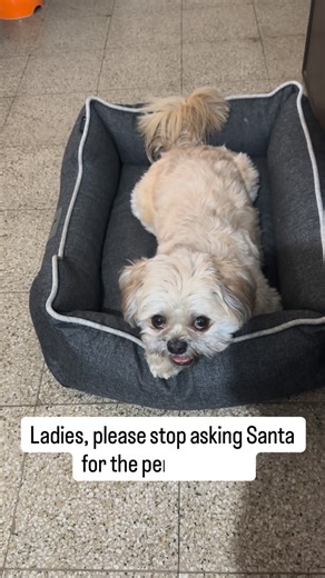 Spark | the Lhasa Apso Superstar ⭐️ on Instagram: "I’m just a small dog with big plans, not a limited-edition Christmas gift. Respectfully, I am NOT for adoption — I am for cuddles only. 🎄🐶✨ #LhasasOfInstagram #DogReels #DogMemes #FunnyDogs #RelatablePets #PetHumor #CuteDogAlert #FluffyDog #DogComedy #ChristmasReels #SantaPlease #HolidayVibes #PetInfluencer #DogTok #DogsOfInstagram #PetReels"