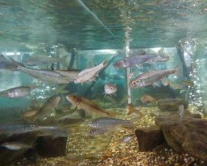 Aquatic Ecology Laboratory | ORNL