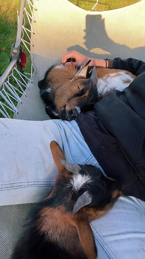 Adorable Goat Nap - Cute Baby Goats Sleeping and Cuddling