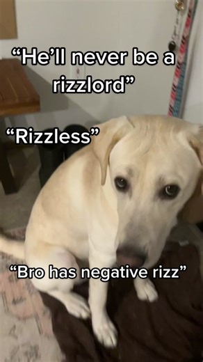 Rate his Rizz Out of 10 | White Lab Walter White the Dog