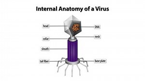 Detailed Breakdown Virus Structure Components Stock Footage Video (100% Royalty-free) 3577730629 | Shutterstock