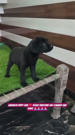 Labrador Puppy Care Guide 🐶 | Training, Diet & Tips #shorts #ashishsaxena