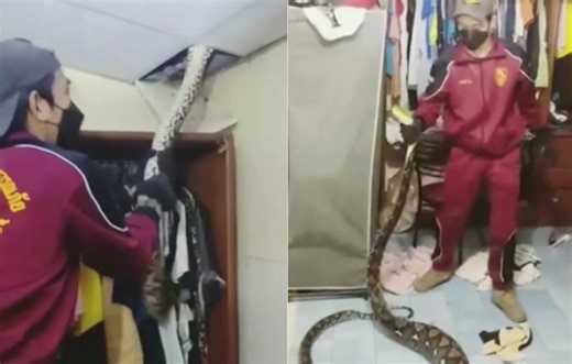 Thaïlande – Après avoir englouti le chat de la famille, le python est capturé