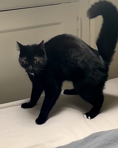 6.2M views · 137K reactions | His cat really doesn't like farts  | LADbible | Facebook