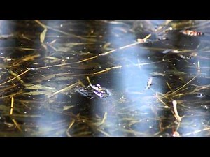 Calling Leopard Frog