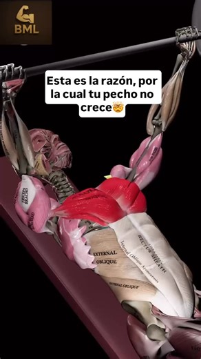 BioMuscleLap Rutinas Fitness | Baja de Peso & Gana Músculo on Instagram: "Comenta bio y te mando una rutina completa"