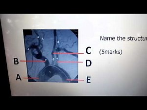 Introduction to anatomy (a crash course on human anatomy with questions and answers)