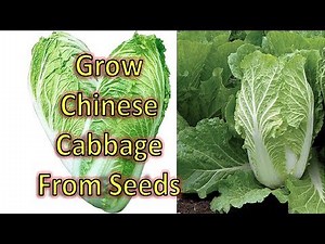 How to Grow Chinese Cabbage from Seeds? Grow Chinese Cabbage - Part 1